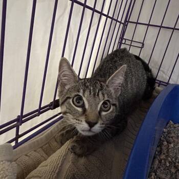 Winnie (fka Winston) -  Domestic Short Hair Cat for Adoption in Bedford, New Hampshire - Winnie (fka Winston) | PetCurious