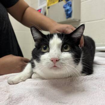 Shadow -  Domestic Short Hair Cat for Adoption in Murray, Utah - Shadow | PetCurious