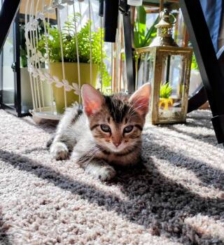 Tigger -  Domestic Short Hair Cat for Adoption in Topeka, Kansas - Tigger | PetCurious