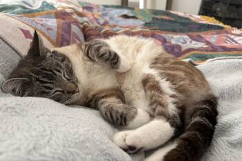 Snowshoe Cats Available for Adoption - Misu | PetCurious