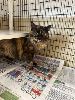 Domestic Long Hair Cats Available for Adoption - Holly | PetCurious