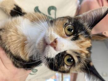 Rescue Calico Cats for Adoption in Cincinnati, Ohio - Prissy | PetCurious