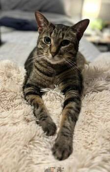 Emmy -  Domestic Short Hair Cat Available for Adoption in Beattie, Kansas - Emmy | PetCurious