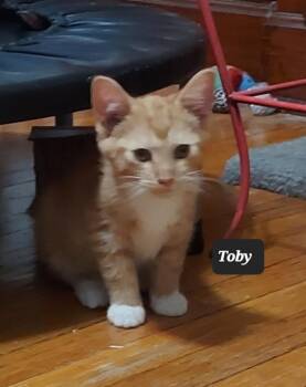 Toby -  Domestic Short Hair Cat for Adoption in Chicago, Illinois - Toby | PetCurious