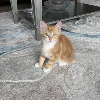 BEACON -  Domestic Short Hair Cat for Adoption in East Greenwich, Rhode Island - BEACON | PetCurious