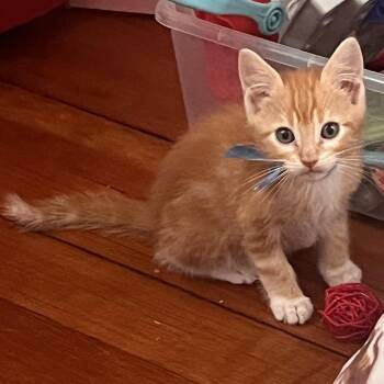Sunkist -  Domestic Short Hair Cat Available for Adoption in Buffalo, Minnesota - Sunkist | PetCurious