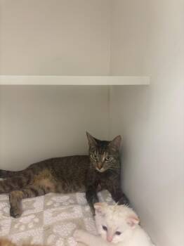 Duchess -  Domestic Short Hair Cat for Adoption in Greenfield, Indiana - Duchess | PetCurious
