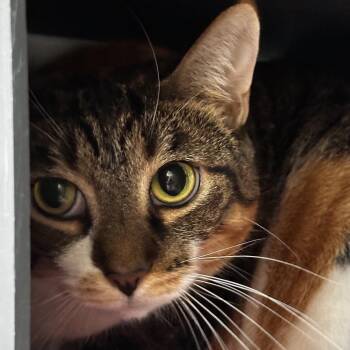 Nova -  Domestic Short Hair Cat for Adoption in Chicago, Illinois - Nova | PetCurious