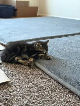 Earl -  Domestic Short Hair Cat for Adoption in Wyoming, Michigan - Earl | PetCurious