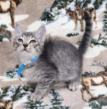 260575  Mark -  Domestic Short Hair Cat for Adoption in Wetumpka, Alabama - 260575  Mark | PetCurious
