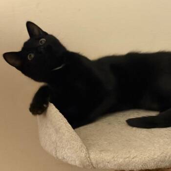 Batgirl -  Domestic Short Hair Cat for Adoption in West Des Moines, Iowa - Batgirl | PetCurious