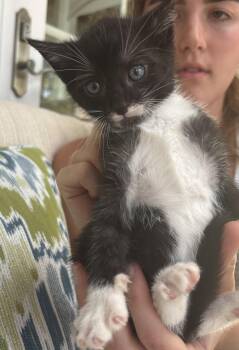 Domestic Short Hair Cats Available for Adoption in Camden, South Carolina - Sesqui (available For Pre-adoption) | PetCurious