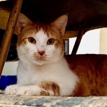 Domestic Short Hair Cats Available for Adoption in Redmond, Washington - Jax | PetCurious