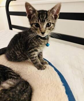 BLUEBERRY -  Domestic Short Hair Cat for Adoption in Louisville, Kentucky - BLUEBERRY | PetCurious