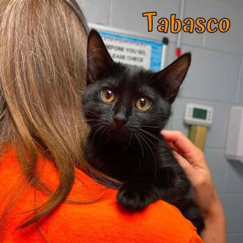 Tabasco -  Domestic Medium Hair Cat for Adoption in Oak Ridge, Tennessee - Tabasco | PetCurious