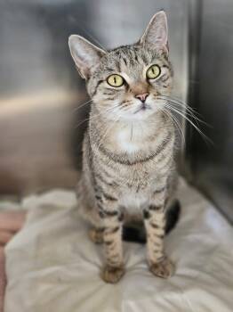 Rescue Domestic Short Hair Cats for Adoption in Pomona, New York - Savanna | PetCurious