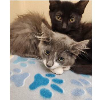 Rescue Domestic Long Hair Cats for Adoption in Clarksville, Virginia - Switek | PetCurious