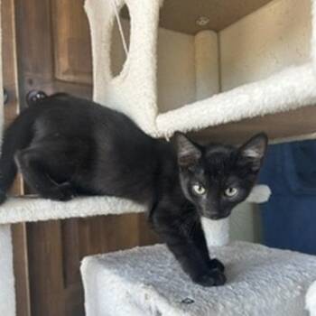 Smolder -  Domestic Short Hair Cat for Adoption in Prescott, Arizona - Smolder | PetCurious
