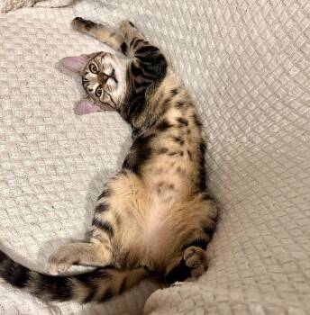 Dash (bonded with Dart) -  Tabby and Domestic Short Hair Cat for Adoption in Vaughan, Ontario - Dash (bonded With Dart) | PetCurious