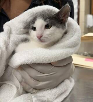 Snap -  Domestic Short Hair Cat for Adoption in Hamilton Township, New Jersey - Snap | PetCurious
