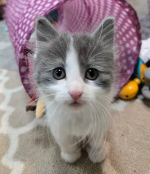 Domestic Short Hair Cats Available for Adoption in Minneapolis, Minnesota - Dandy - Pending Adoption | PetCurious