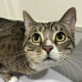 Domestic Short Hair Cats Available for Adoption - Harley | PetCurious