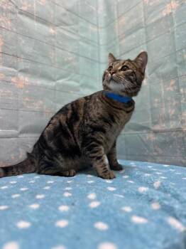 Domestic Short Hair Cats Available for Adoption - Frankie | PetCurious