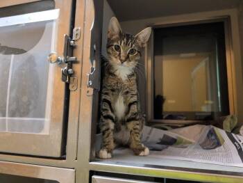 Tiny Tim -  Domestic Short Hair Cat for Adoption in Rowlett, Texas - Tiny Tim | PetCurious
