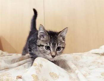 MAYBELLINE -  Domestic Short Hair Cat for Adoption in Brentwood, Missouri - MAYBELLINE | PetCurious