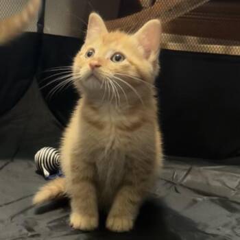 Daffodil -  Domestic Short Hair Cat for Adoption in Greensboro, North Carolina - Daffodil | PetCurious
