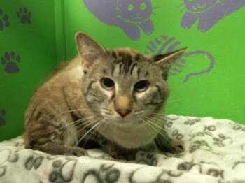 Rescue Domestic Short Hair Cats for Adoption in Houston, Texas - GOMEZ | PetCurious