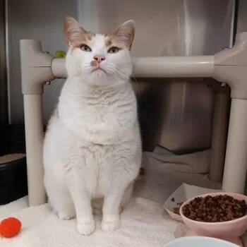 Domestic Short Hair Cats Available for Adoption in Winthrop, Maine - Canteloupe  | PetCurious
