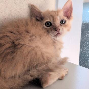 Potion -  Domestic Short Hair Cat for Adoption in Reno, Nevada - Potion | PetCurious
