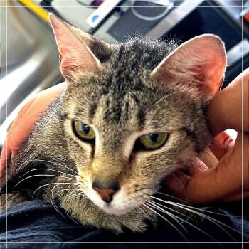 Hazelnut -  Domestic Short Hair Cat for Adoption in Chapel Hill, North Carolina - Hazelnut | PetCurious