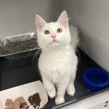 Chloe -  Domestic Medium Hair Cat for Adoption in Park City, Utah - Chloe | PetCurious