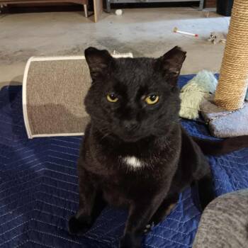 Binx -  Domestic Short Hair Cat for Adoption in Osawatomie, Kansas - Binx | PetCurious