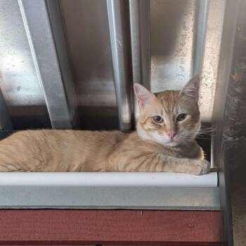Leo (aka Heathcliff) -  Domestic Short Hair Cat for Adoption - Leo (aka Heathcliff) | PetCurious