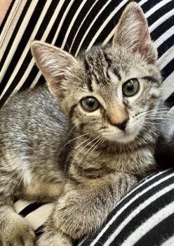 Kani -  Domestic Short Hair Cat for Adoption in Diamond Springs, California - Kani | PetCurious