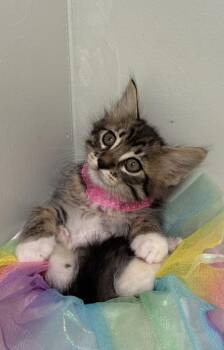 Domestic Short Hair Cats Available for Adoption in Picayune, Mississippi - Creme | PetCurious