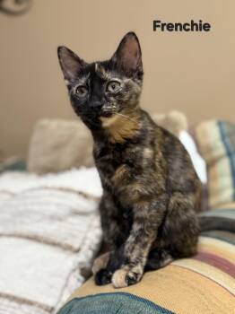 Rescue Tortoiseshell Cats for Adoption in Brighton, Michigan - Frenchie (siblings Are Danny, Sandy & Rizzo) | PetCurious