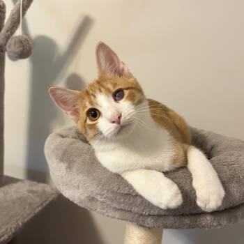 Tigger -  Domestic Short Hair Cat for Adoption in Murphysboro, Illinois - Tigger | PetCurious