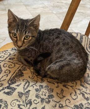 Sonny Bono -  Exotic Shorthair and Domestic Short Hair Cat for Adoption - Sonny Bono | PetCurious