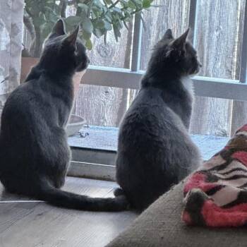 Bounty -  Domestic Medium Hair Cat for Adoption in Los Angeles, California - Bounty | PetCurious