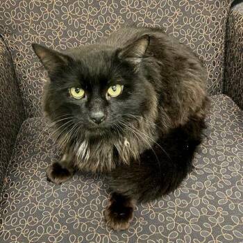 Domestic Medium Hair Cats Available for Adoption in Dayton, Ohio - Troubadour | PetCurious