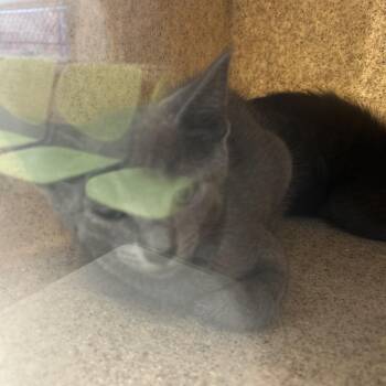 Hugo -  Domestic Short Hair Cat for Adoption in Philadelphia, Pennsylvania - Hugo | PetCurious