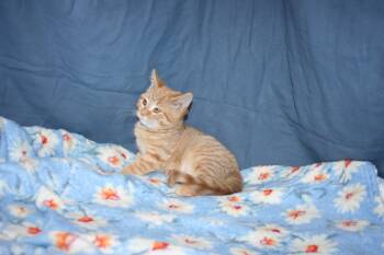 Rescue Tabby and Domestic Short Hair Cats for Adoption in Howell, Michigan - Tigra | PetCurious