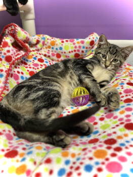 Rescue Domestic Short Hair Cats for Adoption in Estherville, Iowa - Doty | PetCurious