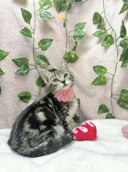 Tabby Cats Available for Adoption in Tavares, Florida - Cadence  | PetCurious