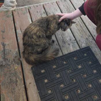 Domestic Long Hair Cats Available for Adoption in Rochester, Minnesota - Found SE Rochester | PetCurious
