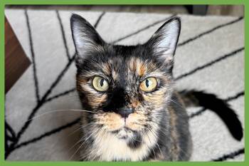 Adeline -  Domestic Short Hair Cat for Adoption in Amherst, Massachusetts - Adeline | PetCurious